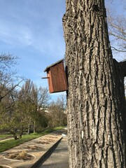 Birdhouse on a Tree Trunk