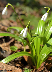 Beautiful Snowdrop flowers in early spring