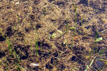 Naklejka na ściany i meble a frog in the water in a swampy area in the summer
