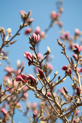 blossom in spring