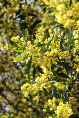Close up photo of flowering acacia tree. Abstract yellow texture. Nature of  Middle East.