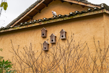 Pigeon coop in a dirt house outdoors and a pigeon standing on the roof