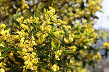 Blossoming acacia tree. Beautiful yellow flowers on a branches. Spring season photo. 