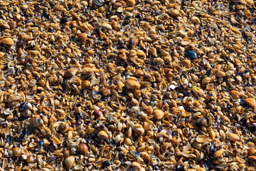 Yellow shells on the seashore