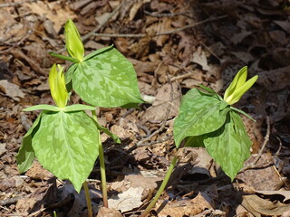 Forrest spring