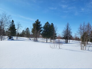 snow covered trees