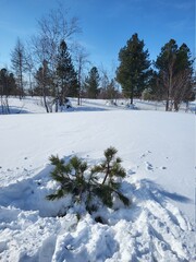 snow covered trees