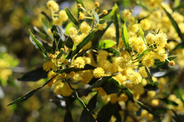 Spring yellow flowers close up photo. Blurry background with copy space. Environment conversation concept. 