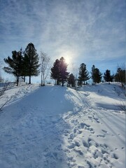 snow covered trees