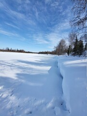 snow covered trees