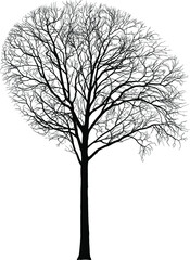 Maple, tall tree, Latin Acer - 499313406