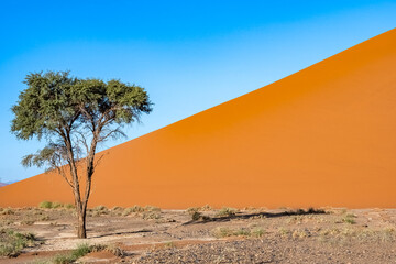 Namibia, the Namib desert, graphic landscape of red dunes 
