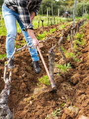 Farmer with the hoe frees the base of the plants of a vineyard from the earth and weeds after plowing with the tractor. Agricultural industry, winery. 