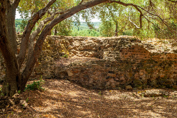Resti tra gli alberi di antico santuario romano