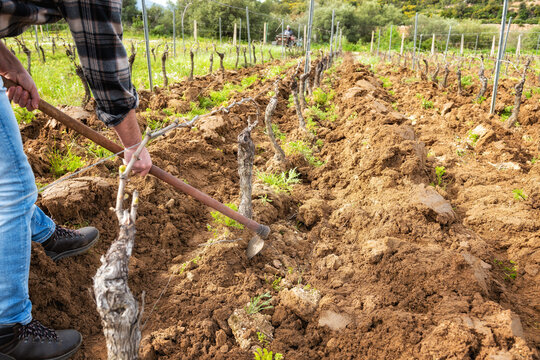 Farmer with the hoe frees the base of the plants of a vineyard from the earth and weeds after plowing with the tractor. Agricultural industry, winery. 