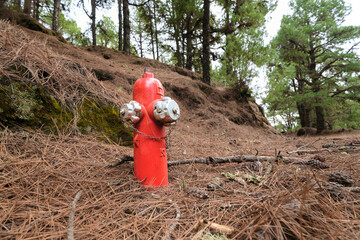 Red water hydrant in a forest, wildfire fighting equipment, coniferous pine wood on El Hierro,...