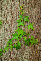 Edera che si aggroviglia sull'albero di ulivo