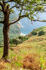 Veduta di baia vista dall'alto con mandorlo in primo piano