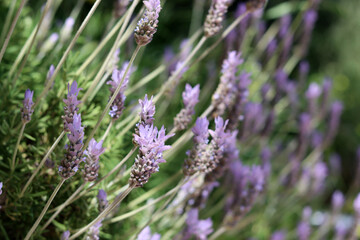 Lavender flowers close  up photo. Beautiful blossom on blurry background. Soft focus. Herbal treatment concept. 