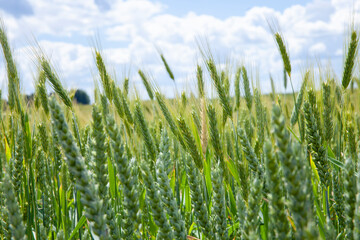Obraz premium green cereal field with wheat in summer