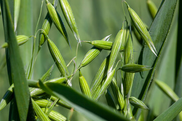 Obraz premium oat plant during cultivation in the field in summer