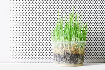 Sprouted grains of oats in transparent container against the background of white grille modern air cleaner. Concept of a spring eco-friendly atmosphere and clean air in living space. Macro
