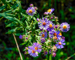 Wild Horsemint Along the Orion Oaks Trail