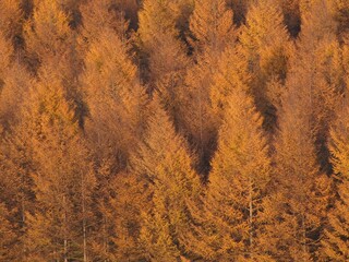 Autumn Leaves Metrics