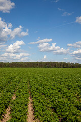 Fototapeta na wymiar an agricultural field with green tops of cultivated potatoes