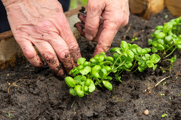 Naklejka na ściany i meble An old woman with her hands plants basil sprouts in a bed. Ecologically clean plants