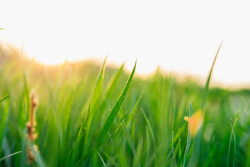 Fototapeta na wymiar Background of green grass at sunset .The sun breaks through the grass. Abstract background.Texture. Space for text.
