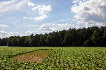 Fototapeta na wymiar green corn field during cultivation