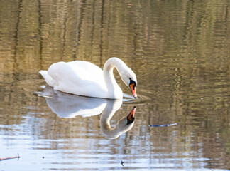 White swan on the lake. The swan is reflected in the water