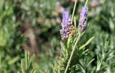 Lavender flowers close  up photo. Beautiful blossom on blurry background. Soft focus. Herbal treatment concept. 