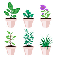 Fototapeta premium Plants in pot. Some with flowers, some without. Vector graphic.