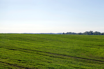 agricultural field with grass and other plants
