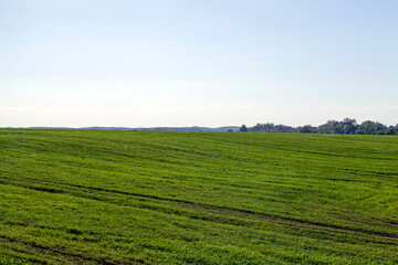 Fototapeta na wymiar agricultural field with grass and other plants