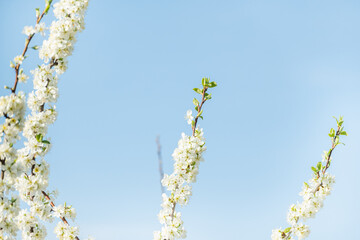 青空と満開のプルーンの花