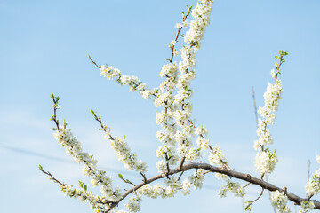 青空と満開のプルーンの花