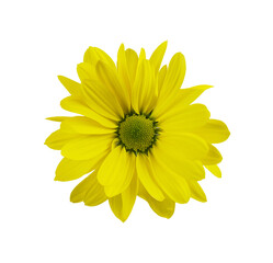 Yellow chrysanthemum flower isolated on white. Top view.
