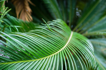 Curving beautiful palm leaves, in a greenhouse. 