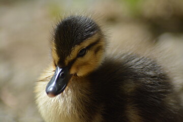 duck