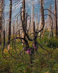 Fireweed blooming among trees burned by wildfire - Glacier National Park, Montana
