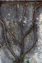 close up of a branch on the wall
