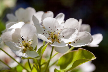 a beautiful pear tree during blooming with white flowers