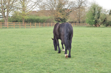Black horse on the farm  grazes and chewing green grass 