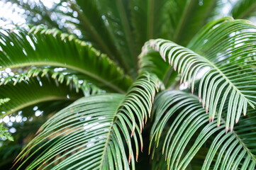 Curving beautiful green palm leaves, in a greenhouse, against the backdrop of a glass dome. 