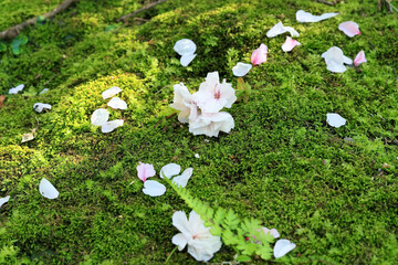 散り落ちた薄紅色の桜の花びらと苔の緑