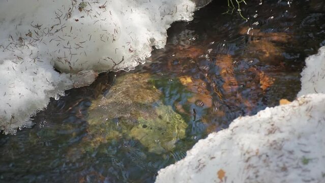 Close-up of stream emerging from under the melting snow in spring