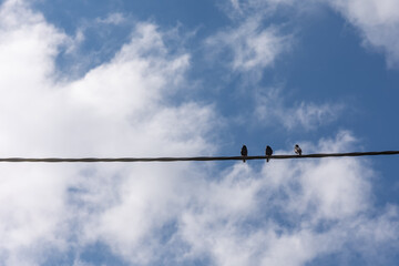 three birds on a power line with a view from below